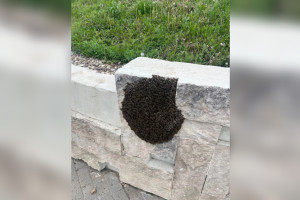 Прохожих в центре Владимира напугал рой пчел