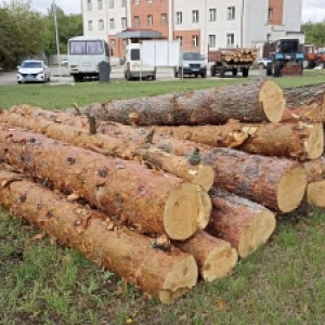 Житель Гусь-Хрустального попал под уголовное дело за спил деревьев на 600 тыс. рублей