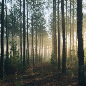 Во Владимирской области нашли во второй раз пропавшую 39-летнюю женщину