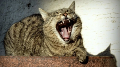 Диетолог Гинзбург рассказал, как победить хроническую усталость