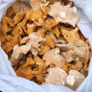 Во Владимирской области грибной сезон продолжился в начале зимы