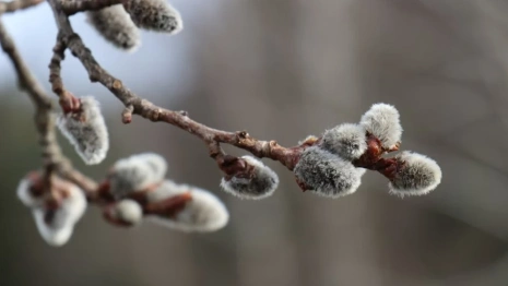 Красная горка, или Антипасха. Что можно и чего нельзя делать 23 апреля