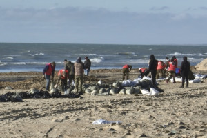 Волонтеры из Владимирской области отправятся расчищать Чёрное море 20 февраля