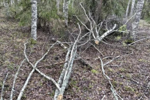 Вырубка деревьев на 100 тыс. рублей во Владимирской области привела к уголовному делу