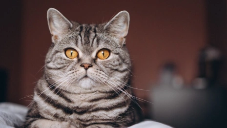 Десятый день Великого поста: что можно и нельзя 27 марта