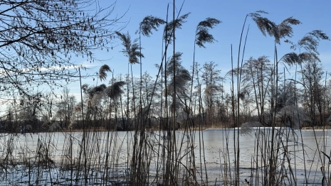 Во Владимирскую область придут затяжные ночные заморозки