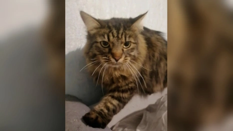 Во Владимире спасатели вызволили застрявшего в балконной раме кота