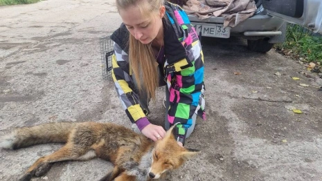 Во Владимире спасли жизнь покалеченной лисе