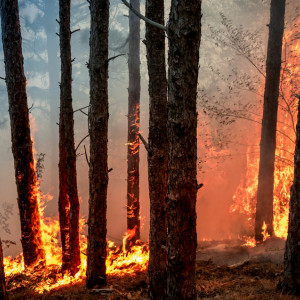 Во Владимирской области произошло 5 новых пожаров на площади в 11,25 га