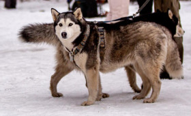 В Гусь-Хрустальном районе пройдет гонка на собачьих упряжках