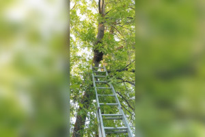 Во Владимире пчелы атаковали детский сад №3