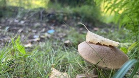 Во Владимирской области грибников будут штрафовать за халатное отношение к природе