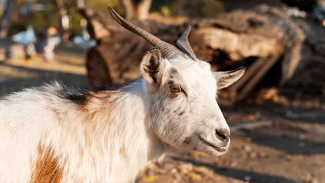 В Гусь-Хрустальном районе отметили карантин по оспе овец и коз