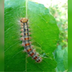 Леса во Владимирской области до 1 июля обработают от непарного шелкопряда