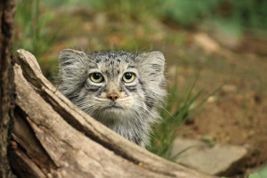 Слово «зажировка» официально включили в русский язык благодаря манулу