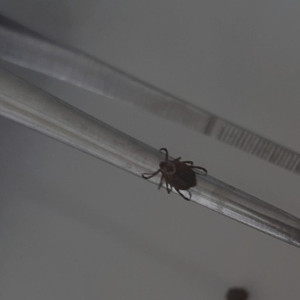 За неделю от укусов клещей пострадали 174 жителя Владимирской области