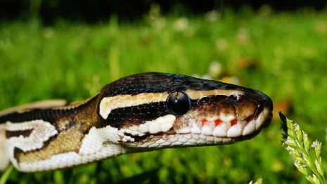В Гусь-Хрустальном змеи выползли на городской пляж