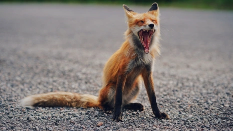 Во Владимирской области с начала года насчитали 72 бешеных зверя