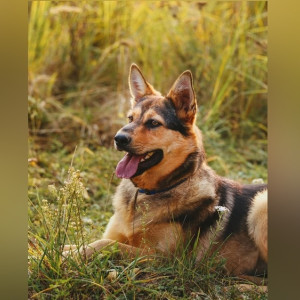 Во Владимире назвали номера для отлова бездомных собак 