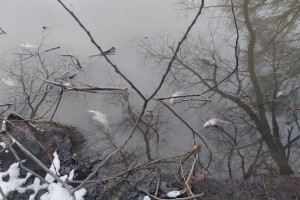 Массовая гибель рыбы в Добросельском пруду во Владимире привела к уголовному делу