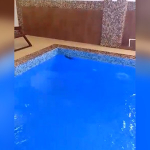 В бассейне СПА-комплекса «Князь Владимир» заметили крысу