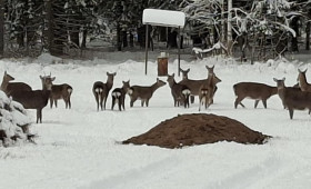 Во Владимирской области сфотографировали группу пятнистых оленей
