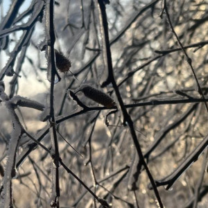 Прогноз погоды во Владимирской области на 14 февраля 2026 года