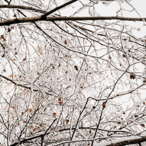 Прогноз погоды во Владимирской области на 13 декабря