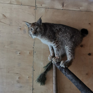 Двух рысят-сирот из Кирова отправили во Владимирскую область