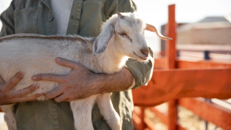 Во Владимирской области ликвидировали три очага оспы овец и коз