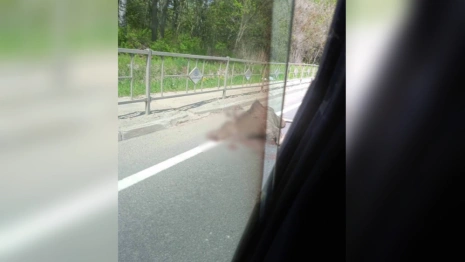 Во Владимирской области фура сбила лося