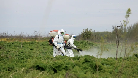 Бороться с борщевиком Сосновского во Владимирской области будут комплексно