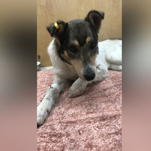 В Александрове жители написали заявление в полицию из-за убийства собак 