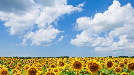 Прогноз погоды во Владимире и области на 31 августа 2025 года