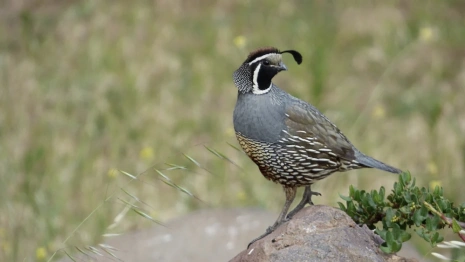 День Мефодия Перепелятника: что можно и чего нельзя делать 3 июля