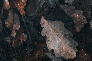 Во Владимире в овраге нашли труп мужчины