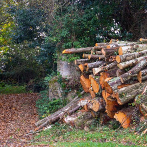 Во Владимире из-за изумрудной златки спилили 2206 деревьев