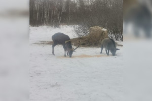 Во Владимирской области сняли перекус лося и кабана