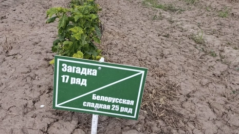 В Суздальском районе зазеленел сад с черной смородиной