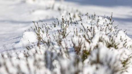 Во Владимирской области наступила астрономическая весна