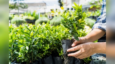 Во Владимирскую область поступило 46 тыс. саженцев черной смородины и голубики