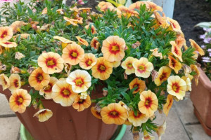 Прогноз погоды во Владимире и области на 17 июля