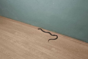 Во Владимире гадюка пробралась в квартиру на 5-м этаже