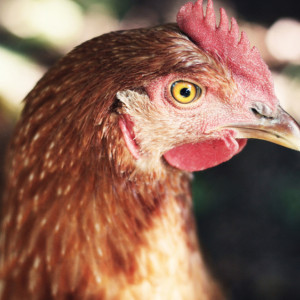 В Коврове произошла вспышка птичьего гриппа