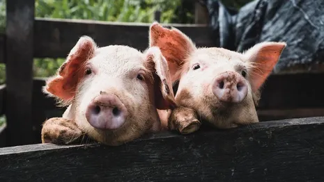 В сельском поселении Ковровского района дважды ввели карантин из-за чумы свиней