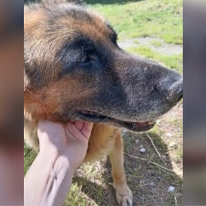 В Коврове полицейские объявили поиск хозяина для служебной собаки