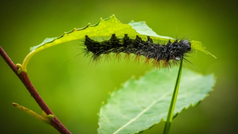 Во Владимирской области горностаевая моль атаковала деревья