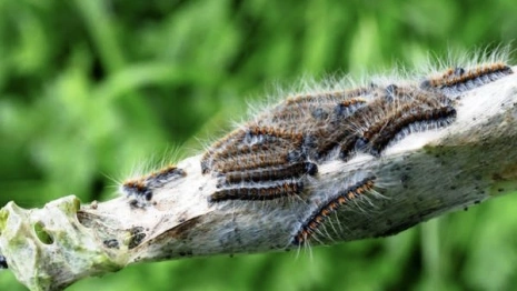 Леса в Гусь-Хрустальном районе обработают от шелкопряда биопрепаратом