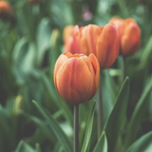 День святителя Порфирия: что можно и чего нельзя делать 11 марта