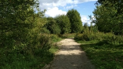 Во Владимире сформировали рабочую группу по благоустройству парка у ДТЮ